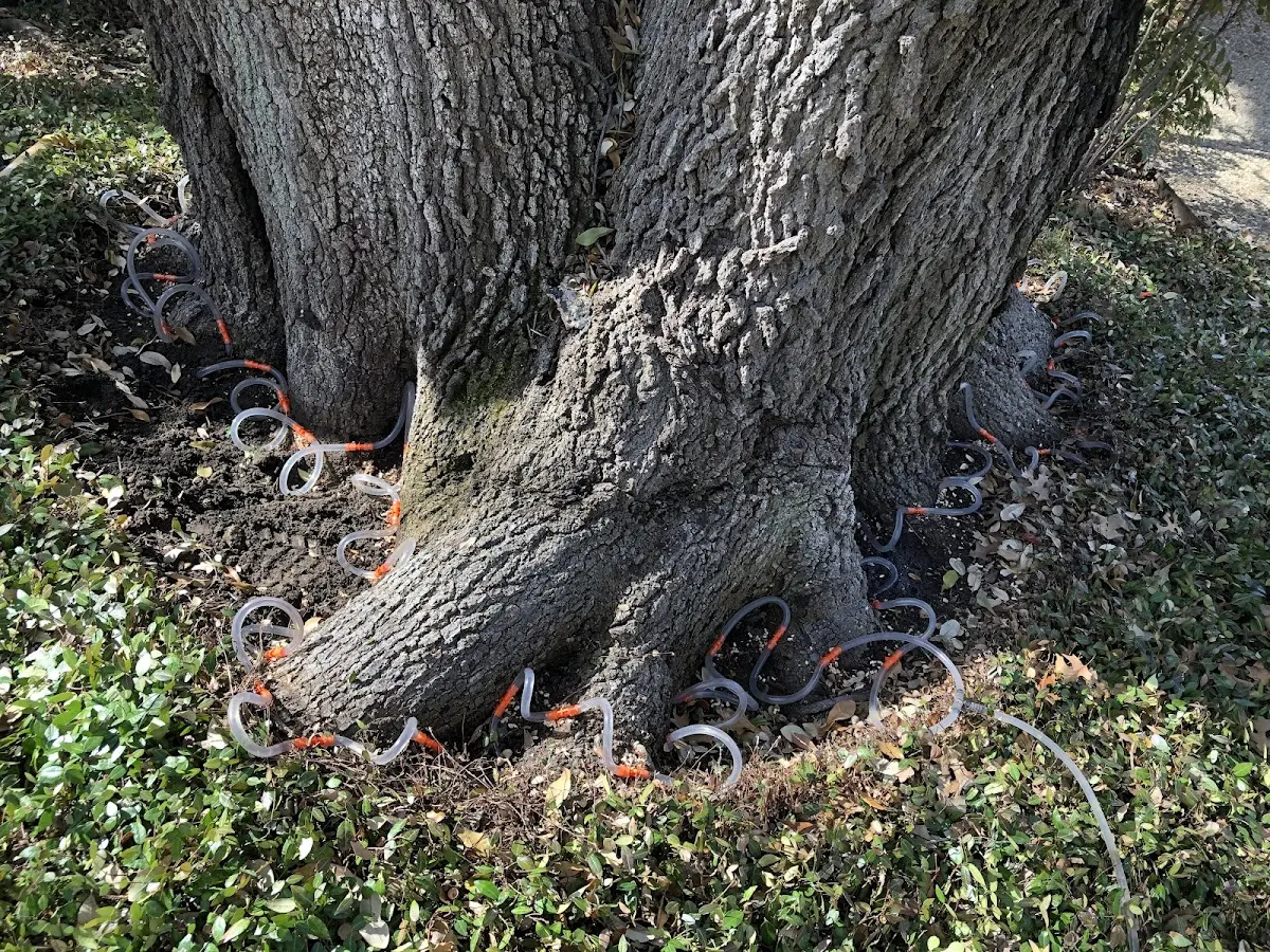 Detailed Shrub and Hedge Trimming job site in Kyle